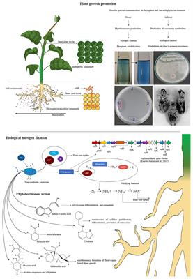 Plant Growth Promotion and Biocontrol by Endophytic and Rhizospheric Microorganisms From the Tropics: A Review and Perspectives
